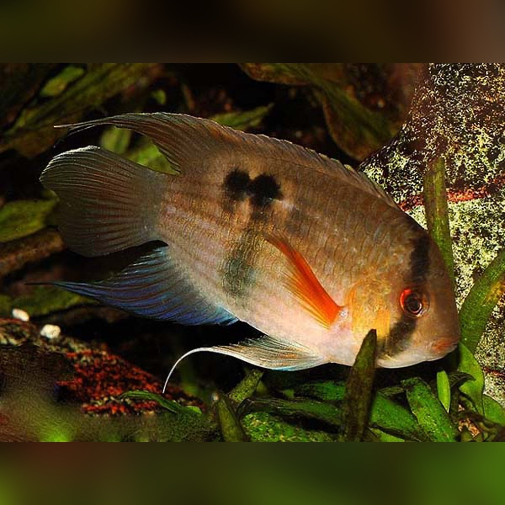 Keyhole Cichlid (Cleithracara maronii) 3-4cm