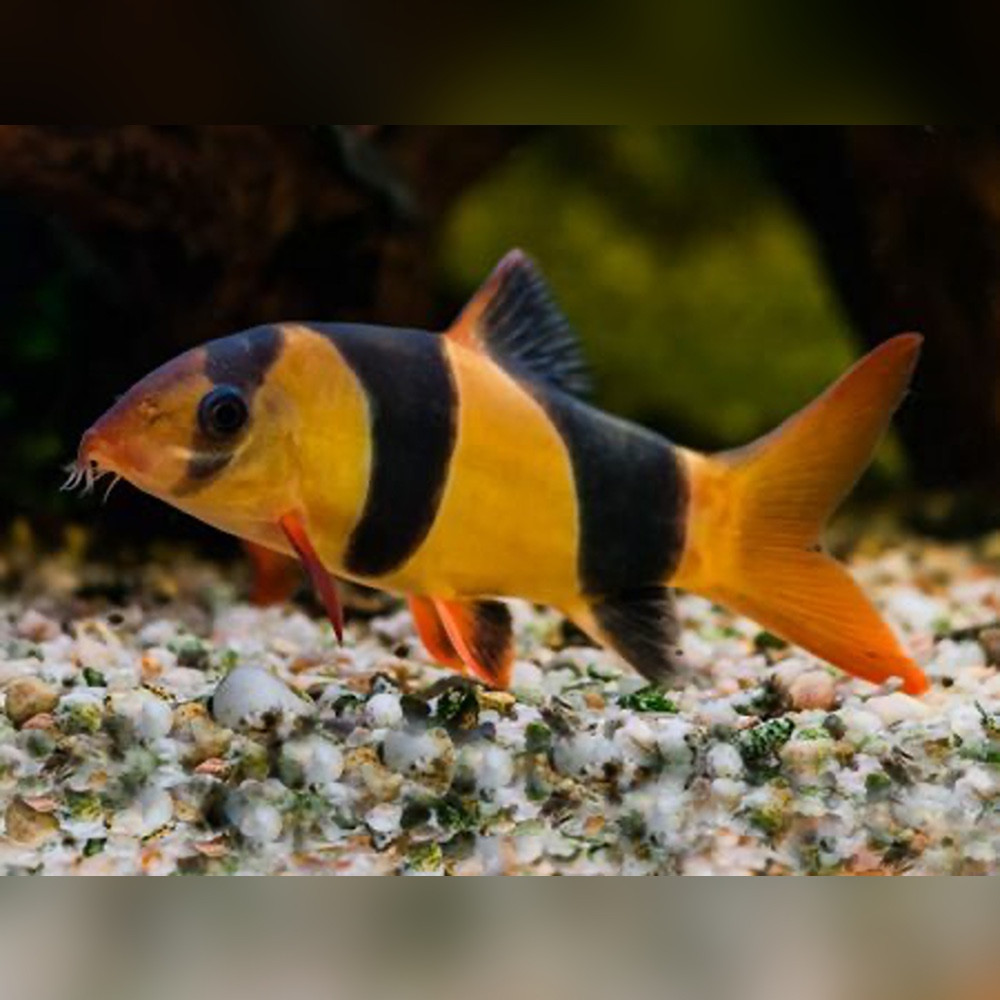 Shop Online for Loaches and Sharks Riverpark Aquatics UK