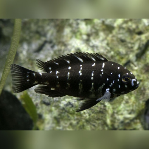 White Spotted Cichlid Tropheus duboisi