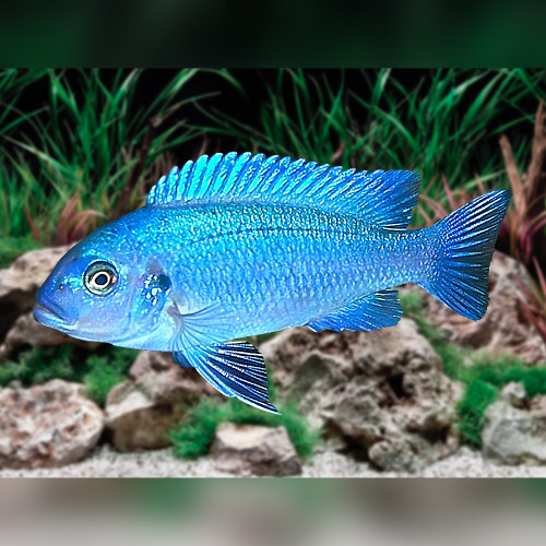 Powder Blue Cichlid