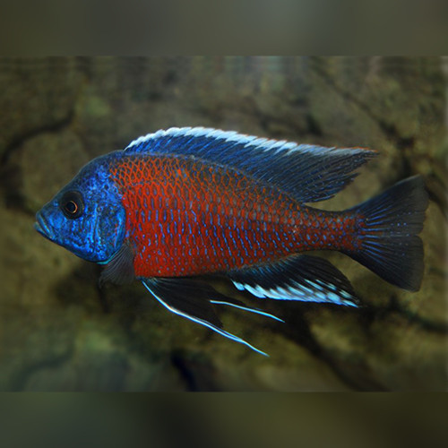 Red Fin Kadango Cichlid Copadichromis borleyi