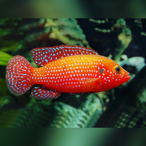 African Jewelfish Cichlid Hemichromis bimaculatus