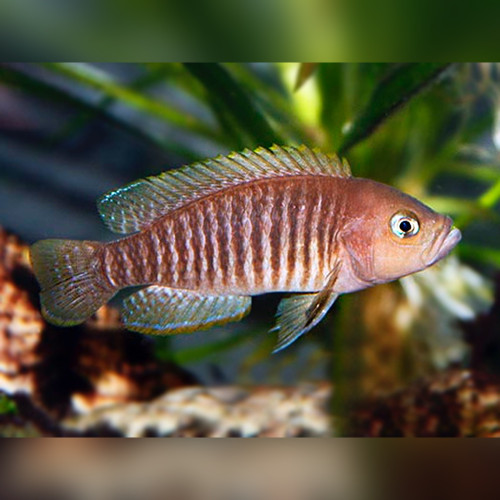 Multifasciatus Cichlid Neolamprologus multifasciatus