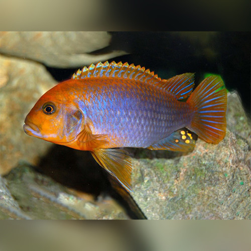 Rusty Cichlid Lodotropheus sprengerae