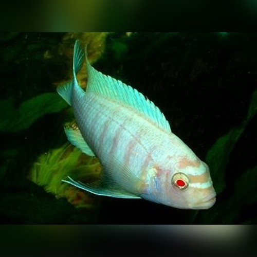 Albino Zebra Cichlid