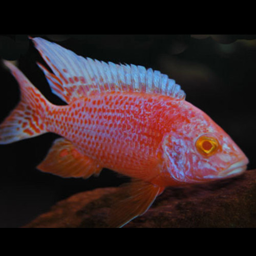 Albino Peacock Cichlid