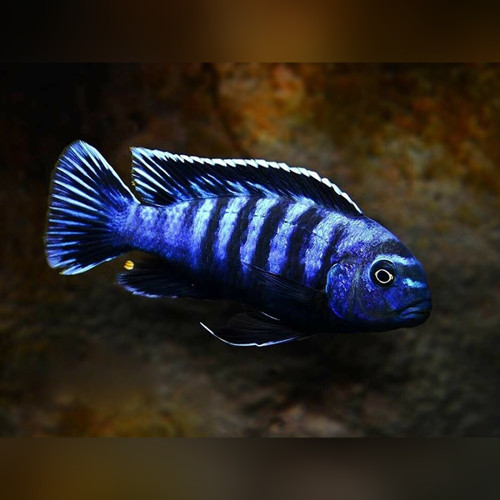 Lake Malawi Cichlids for Sale | Riverpark Aquatics UK