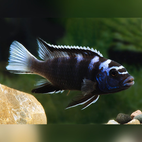 White Tail Acei Cichlid Pseudotropheus sp Acei