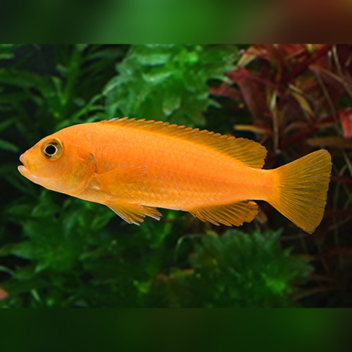 Coral Red Saulosi Lake Malawi Cichlid