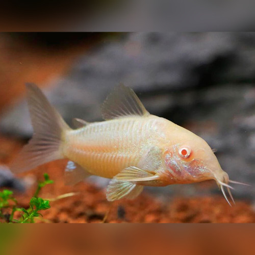 Albino Bronze Cory (Corydoras aeneus)
