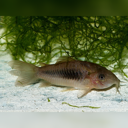 Bronze Cory Corydoras aeneus