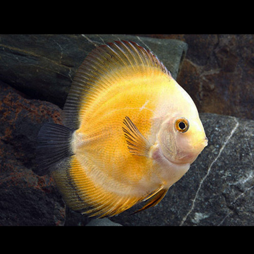 Yellow Marlboro Discus