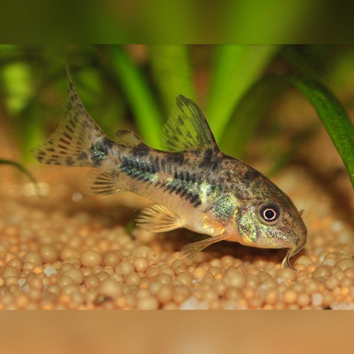 Peppered Cory Corydoras paleatus