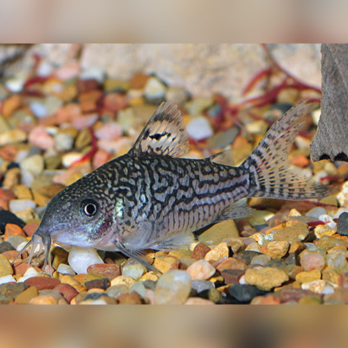 Elegant Cory Corydoras elegans