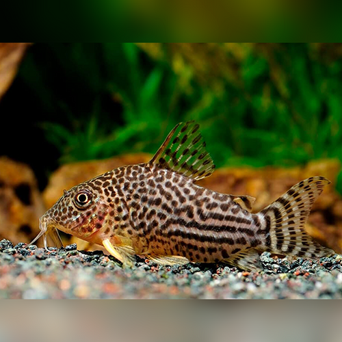 Sterba's Cory Corydoras sterbai