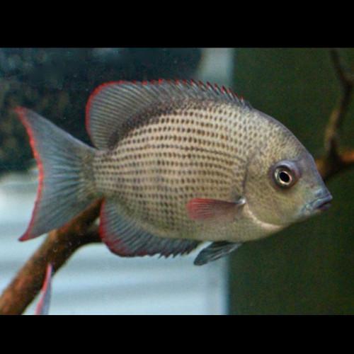 Pinstripe Damba Pinstripe Damba