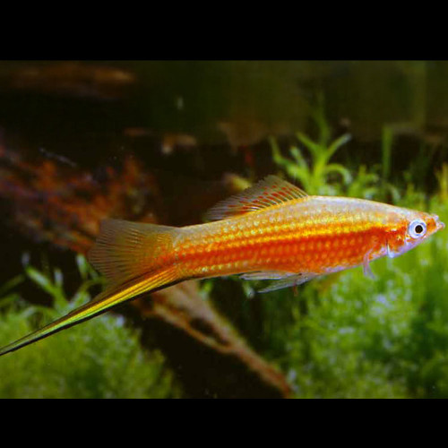 Yucatan Swordtail Yucatan Swordtail