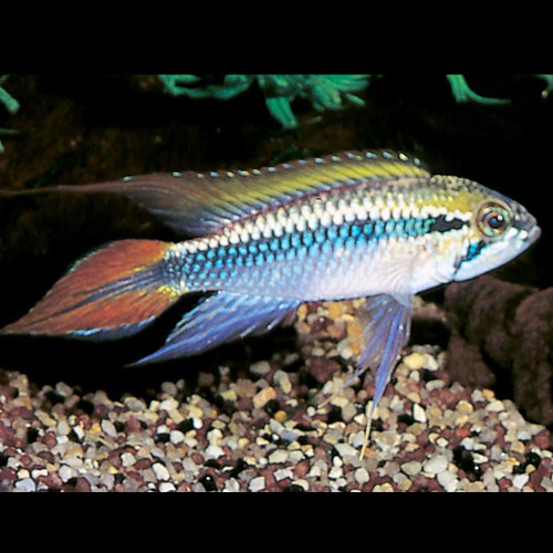 Apistogramma agassizii Alenquer Red Tail Apistogramma agassizii Alenquer Red Tail
