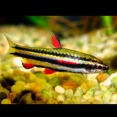 Dwarf Pencilfish Nannostomus marginatus Dwarf Pencilfish Nannostomus marginatus