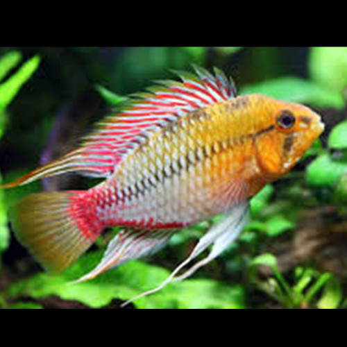 Apistogramma hongsloi Apistogramma hongsloi
