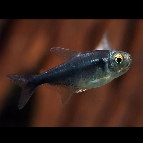 Diamond Head Black Neon Tetra Hyphessobrycon herbertaxelrodi