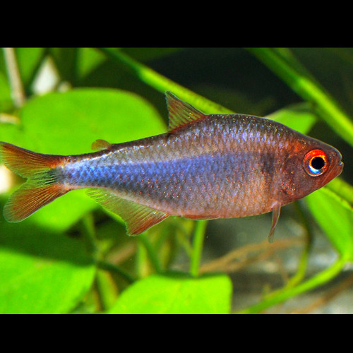 Blueberry Tetra Hyphessobrycon wadai Blueberry Tetra Hyphessobrycon wadai