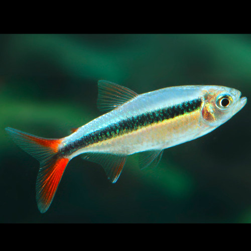 The Red Tail Penguin Tetra (Thayeria sp. 'Redfin Teles Pires')