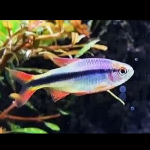 Imperial Lapis Tetra (Hyphessobrycon sp. 'Imperial Lapis'.)