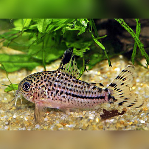 Three Line Cory Corydoras trilineatus