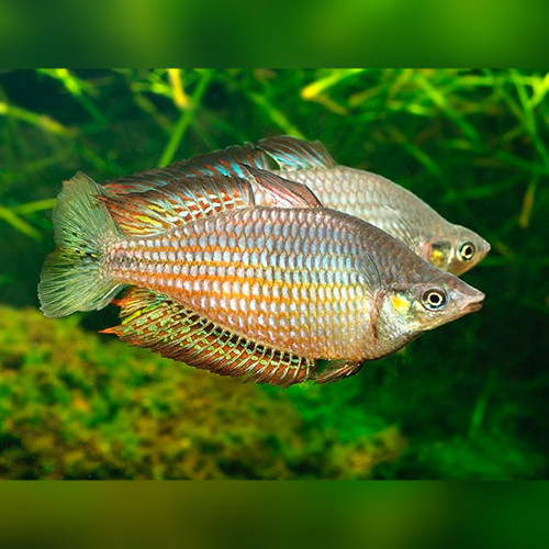 Checkered Rainbowfish Melanotaenia splendida inornata