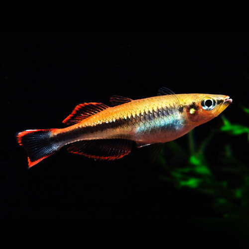 Madagascan Rainbowfish