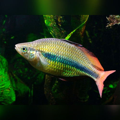 Lake Tebera Rainbowfish Melanotaenia herbertaxelrodi