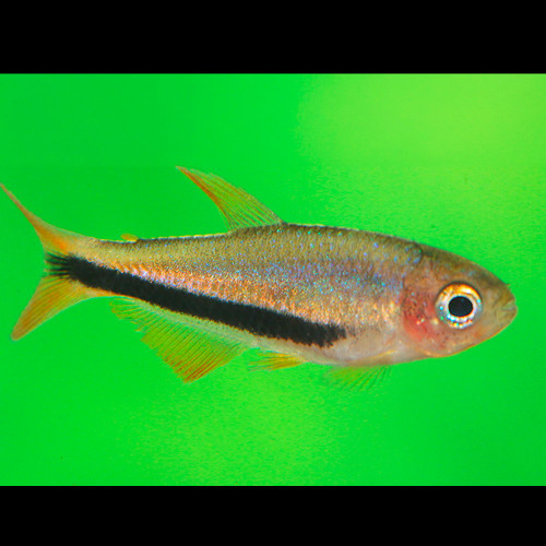 Black Arrow Tetra (Inpaichthys luizae)
