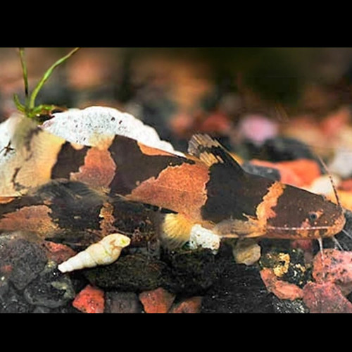 South American Bumblebee Catfish (Microglanis iheringi)
