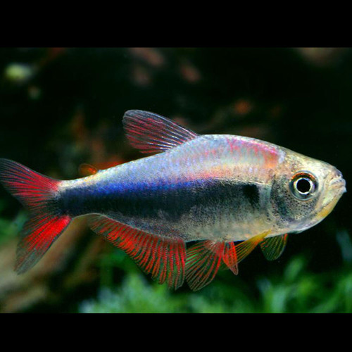 Red Blue Peru Tetra (Hyphessobrycon sp red blue peru)