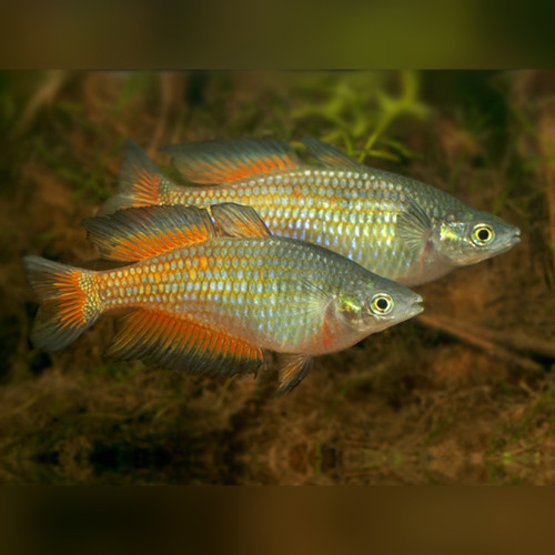 Parkinson's Rainbowfish Melanotaenia parkinsoni