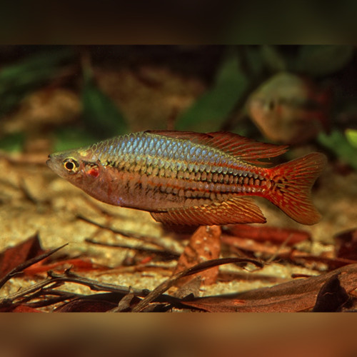 Western Rainbowfish Melanotaenia australis
