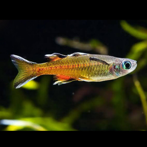 Pacific Blue Eye Rainbowfish (Pseudomugil signifer)
