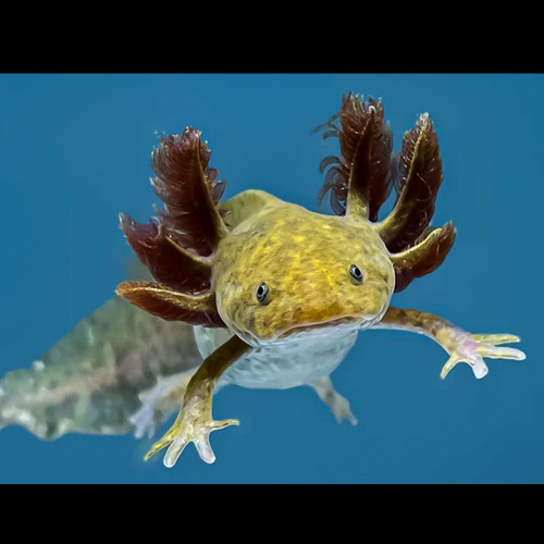 Copper Axolotl