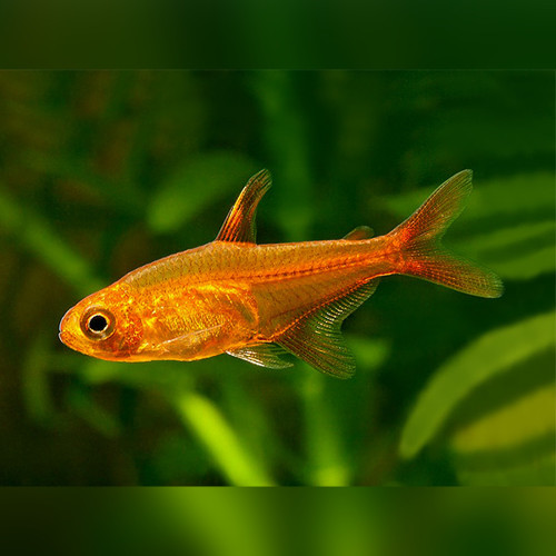 Ember Tetra