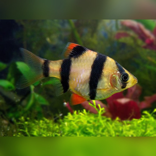 Tiger Barb