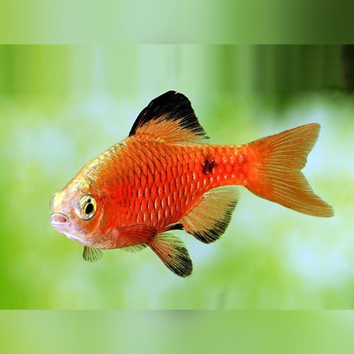 Rosy Barb