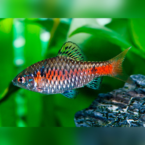 Odessa Barb