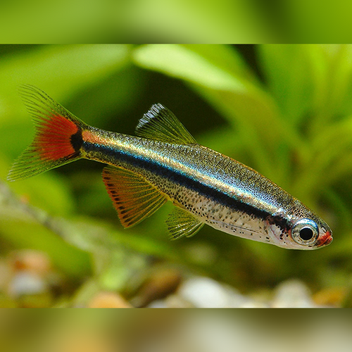 White Cloud Mountain Minnow Tanichthys albonubes