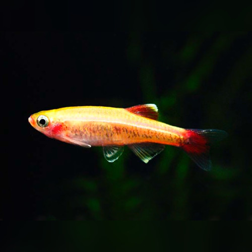 Gold Cloud Minnow