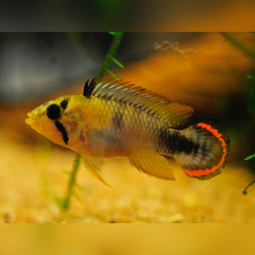 Panduro Dwarf Cichlid Panduro Dwarf Cichlid