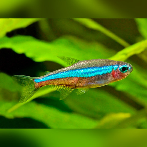Green Neon Tetra