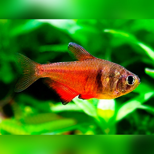 Flame Tetra