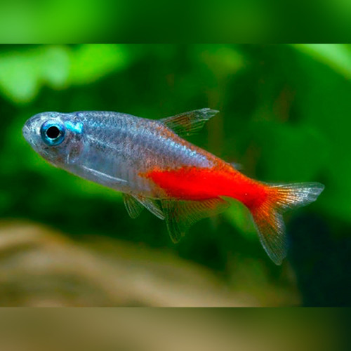 Neon Tetra