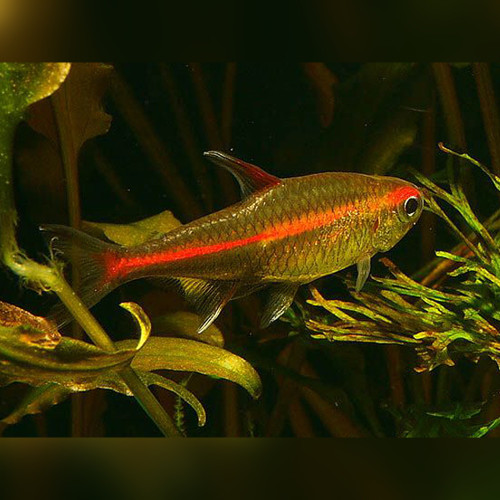 Hasemania erythrozonus